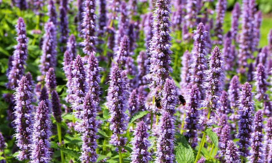 Image 4: Ensemble de plantes de bordure NatureNest Isa