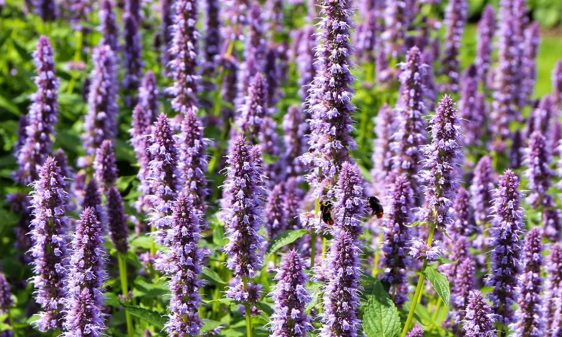 NatureNest borderplantenpakket Isa