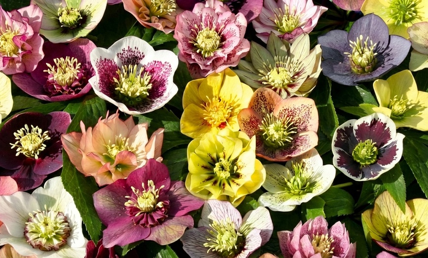 Image 3: Hellebore Breeder’s Mix Winter-Flowering Perennial Plug Plants