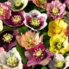 Image 3: Hellebore Breeder’s Mix Winter-Flowering Perennial Plug Plants