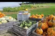 Get Lost in Fun: Davis Family Farm Fall Corn Maze Adventure (Up to 32% Off) - Second Medium