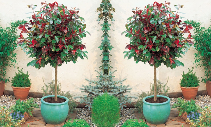 Image 1: Photinia 'Red Robin' - Standard Tree or Potted Plants