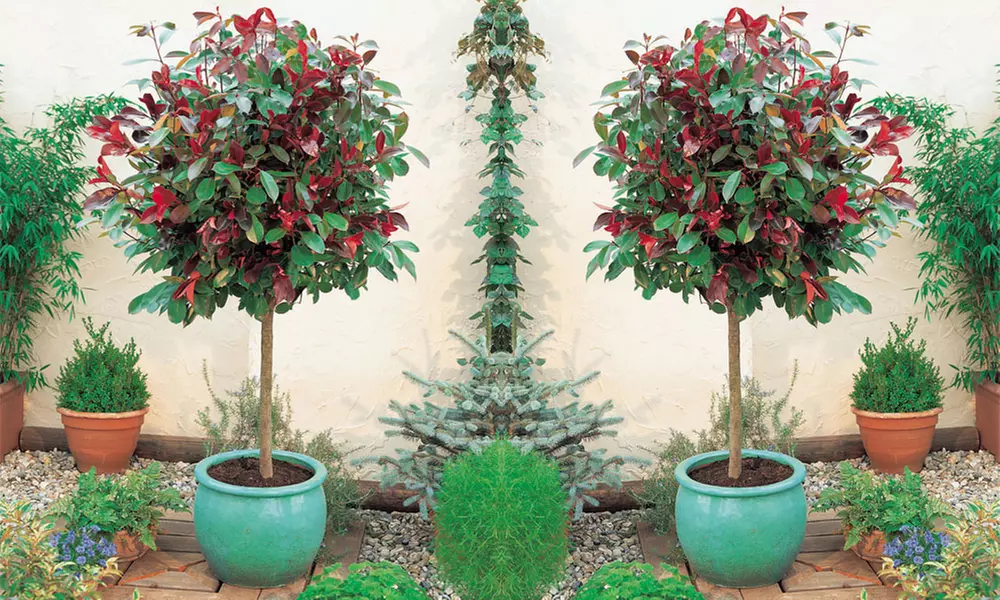 Photinia 'Red Robin' - Standard Tree or Potted Plants - Primary Image