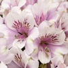 Image 14: Summer Flowering Alstroemeria Collections