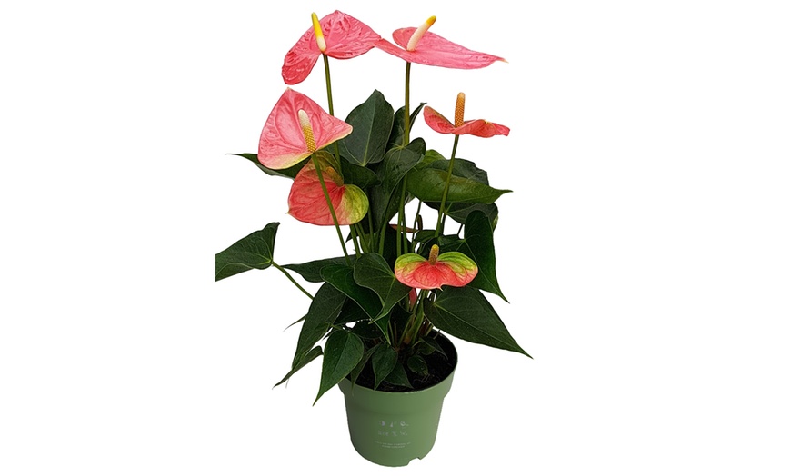 Image 14: Rootz — Plante d'intérieur tropicale Anthurium