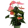 Image 14: Rootz — Plante d'intérieur tropicale Anthurium