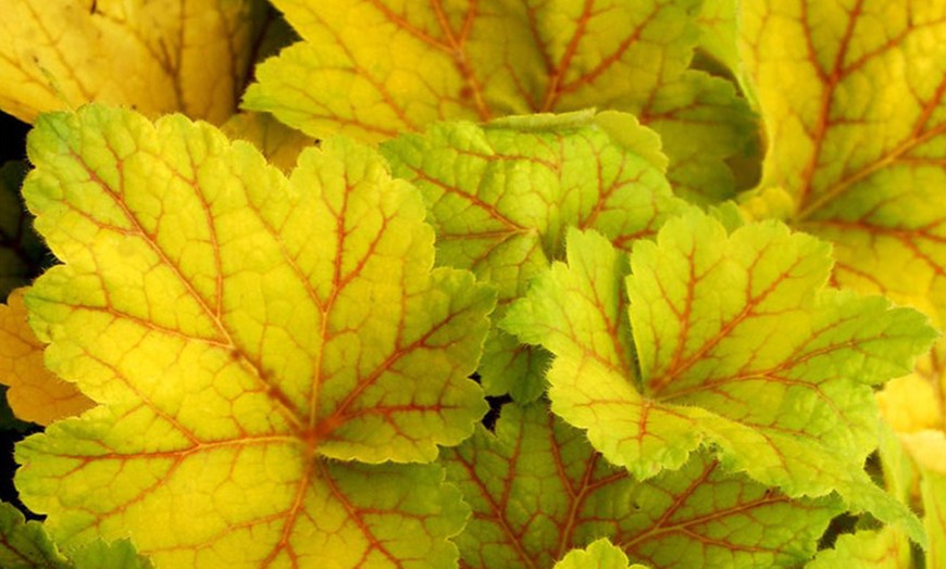 Image 3: 4 x 1 Litre Handsome Heuchera