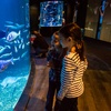 Image 4: Aquarium de Paris : la richesse du monde sous-marin tout l'année
