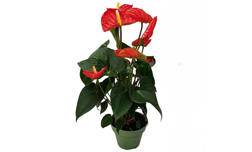 Image 15: Rootz — Plante d'intérieur tropicale Anthurium