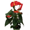 Image 15: Rootz — Plante d'intérieur tropicale Anthurium