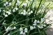 20 oder 40x Sommer-Schneeglöckchen-Blumenzwiebel „Leucojum aestivum - Second Medium