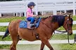 Join Stachowski Farm's Horseback Riding Lessons: 5 or 10 Private Sessions(Up to 33% Off) - Image 2