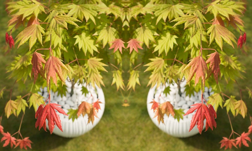 Image 1: Acer Shirasawanum Moonrise – 1 or 2 Potted Plants