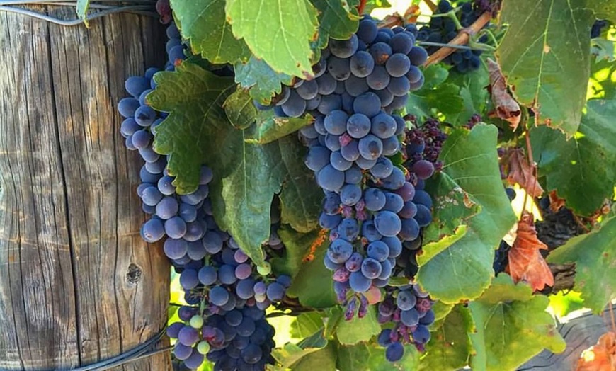 Image 25: Member-Only Deal: Sip, spa & stay - Temecula vineyards