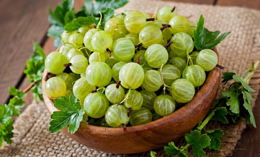 Image 4: Gooseberry Fruit Collection