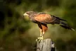 Hawk Walk Experience For Up to Four at Shropshire Falconry (Up to 67% Off) - Second Medium