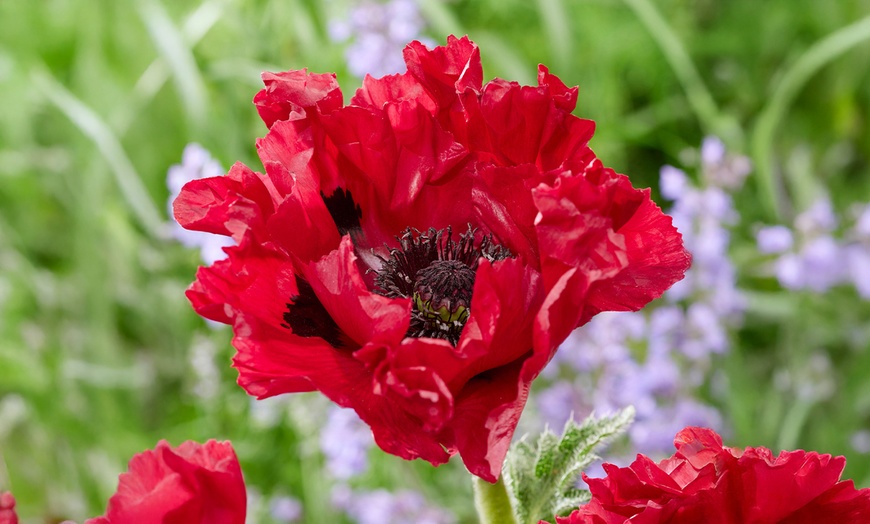 Image 2: One or Three Papaver 'Red Rumble' Oriental Poppy Plants