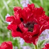 Image 2: One or Three Papaver 'Red Rumble' Oriental Poppy Plants