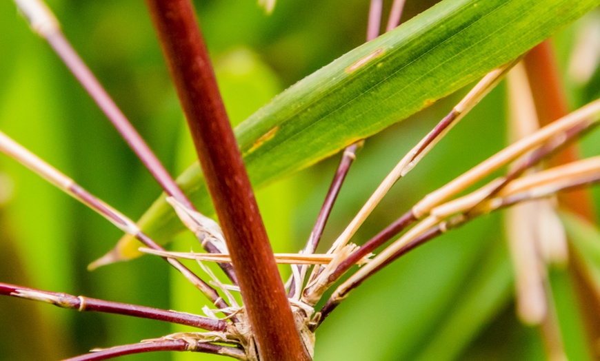 Image 12: Bambou Fargesia, non invasif