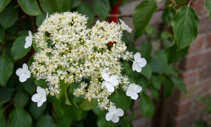 Image 4: Pack of Two Climbing Hydrangea Petiolaris