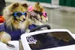 Novi Pet Expo: Michigan's Largest Pet Celebration, Up to 33% Off - Second Medium