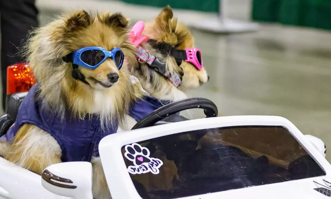 Novi Pet Expo: Michigan's Largest Pet Celebration