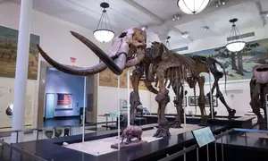 Go City New York Essentials Pass: 3 Top NYC attractions, SAVE BIG