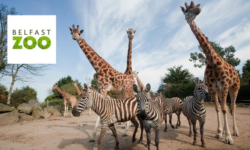 Image 1: General Admission to Belfast Zoo For Child, Adult, or Family 