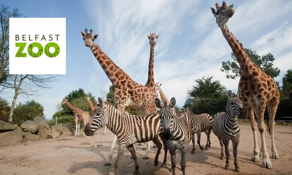 General Admission to Belfast Zoo For Child, Adult, or Family