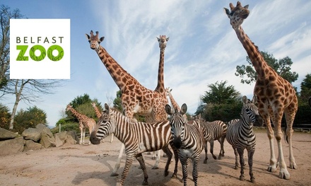 Child General Admission to Belfast Zoo - Belfast Zoo