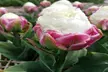 Double Scoop Ice Cream Tulip Flowers (3, 6, & 12 Bulbs With Planting Tool) - Second Medium