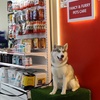 Image 9: Pawfect Makeover: Basic & Full Pet Grooming for Cats and Dogs