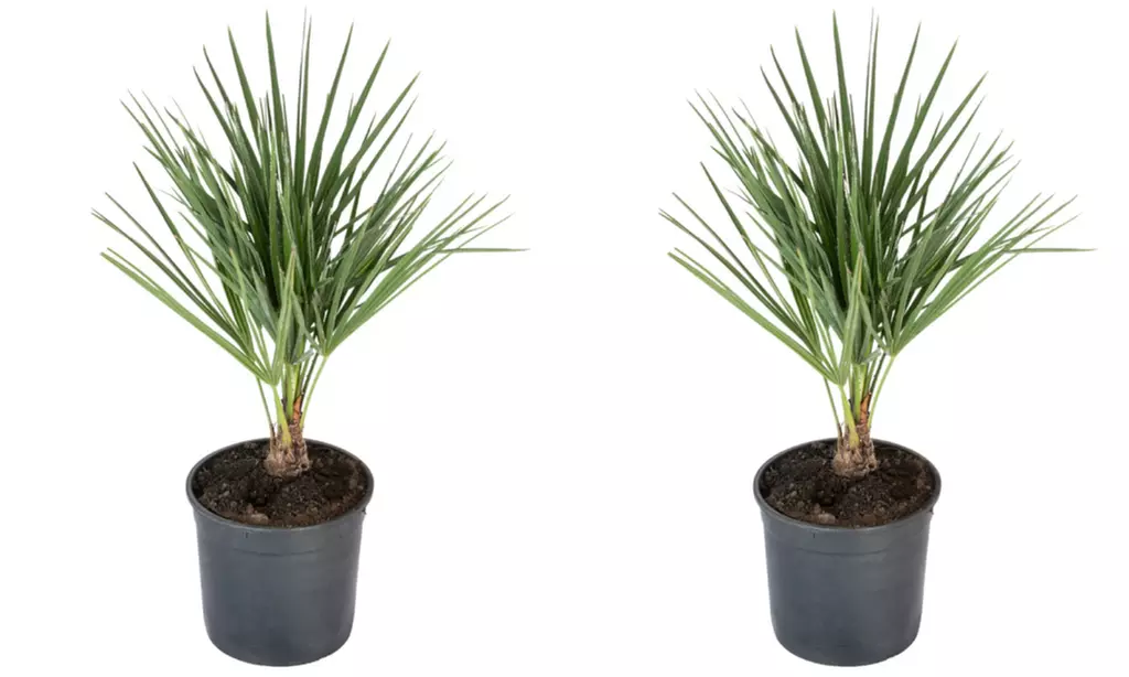 Set de palmeras enanas europeas