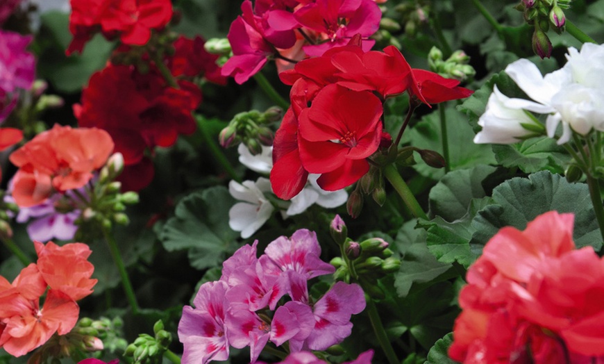 Image 2: 15 or 30 Garden Ready Geranium Plants