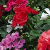 Image 2: 15 or 30 Garden Ready Geranium Plants