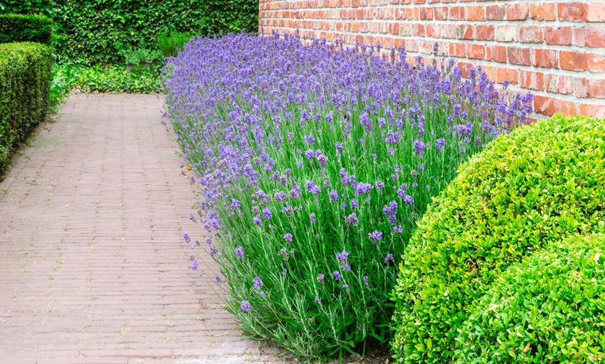 Image 4: Three-Pack of Lavender Munstead 1 Litre Potted Plants