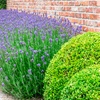 Image 4: Three-Pack of Lavender Munstead 1 Litre Potted Plants