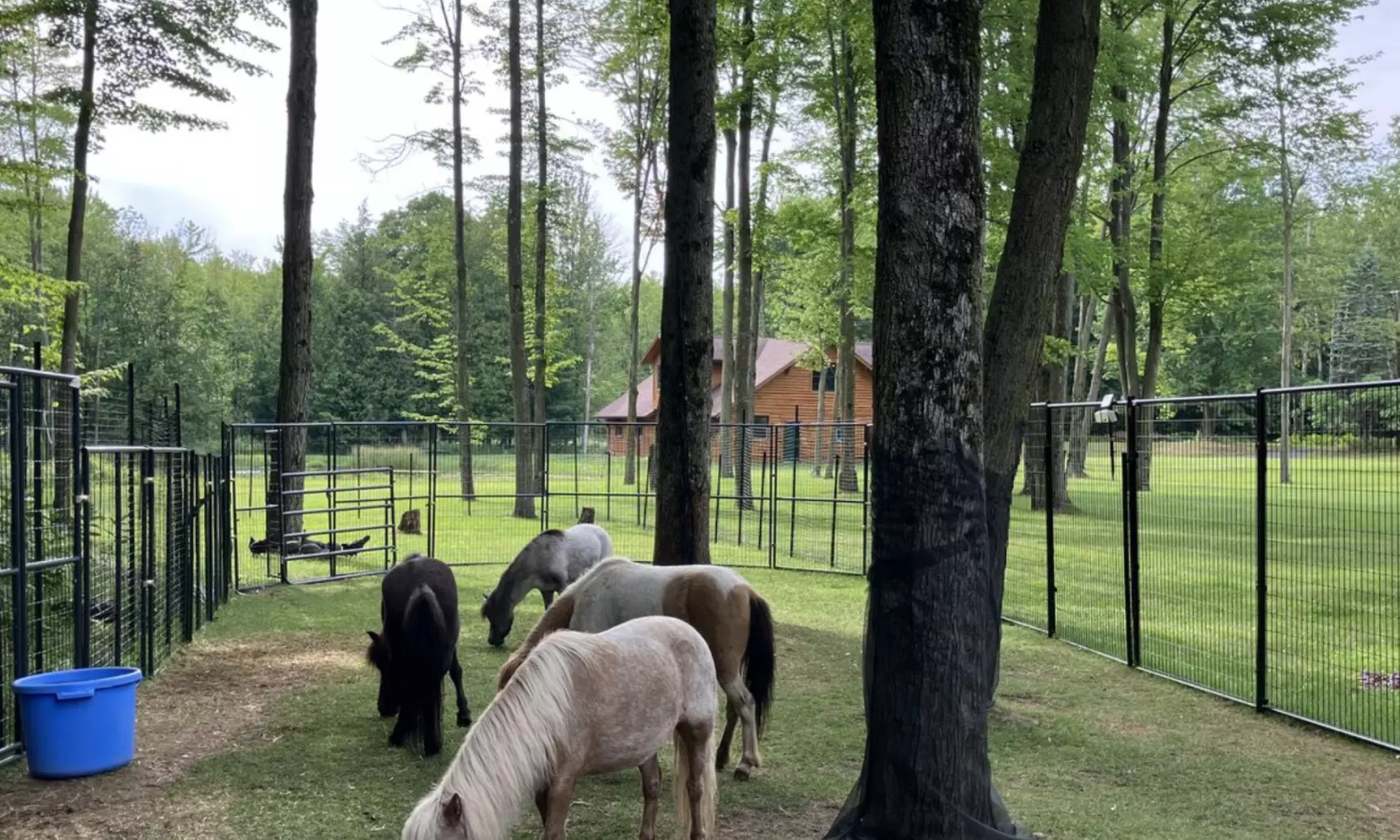 Experience One Hour Petting Animals & Farm Tour for One, Two, or Four