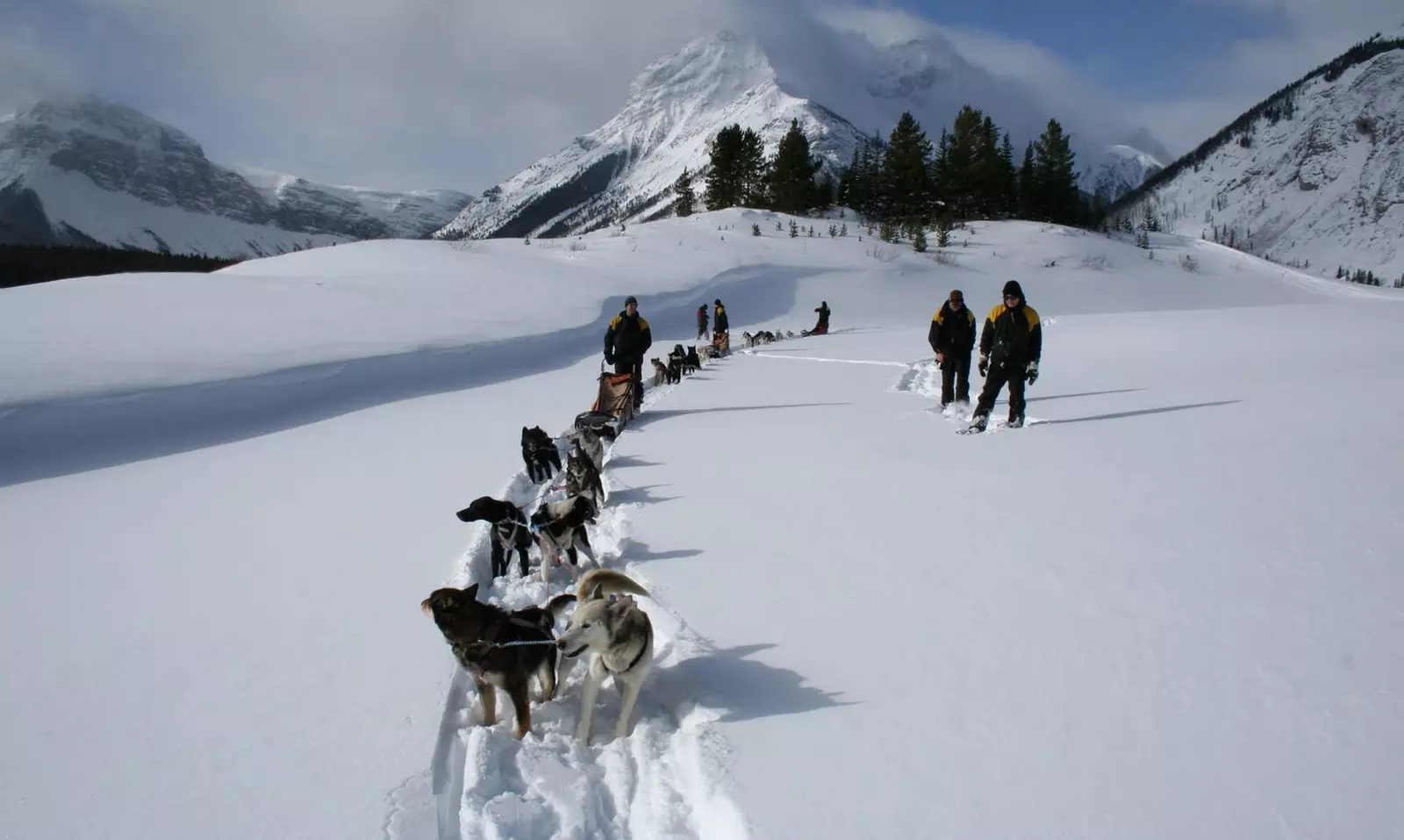 Mountain Musher Dogsled Tour for at Mad Dogs & Englishmen Expeditions (Up to 14% Off). Two Options Available. - Primary Image
