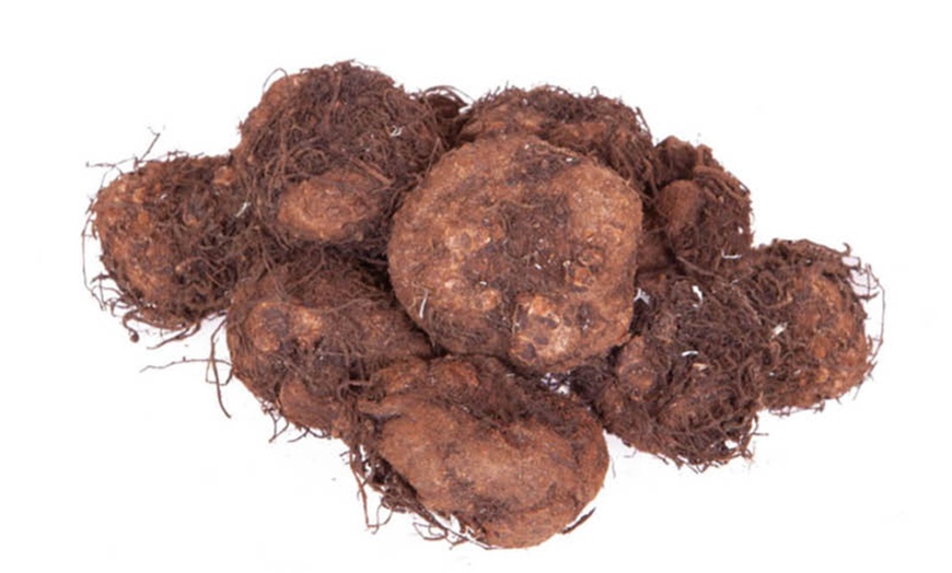 Image 4: YouGarden Begonia 'Apricot Fiery Shades' Mix 