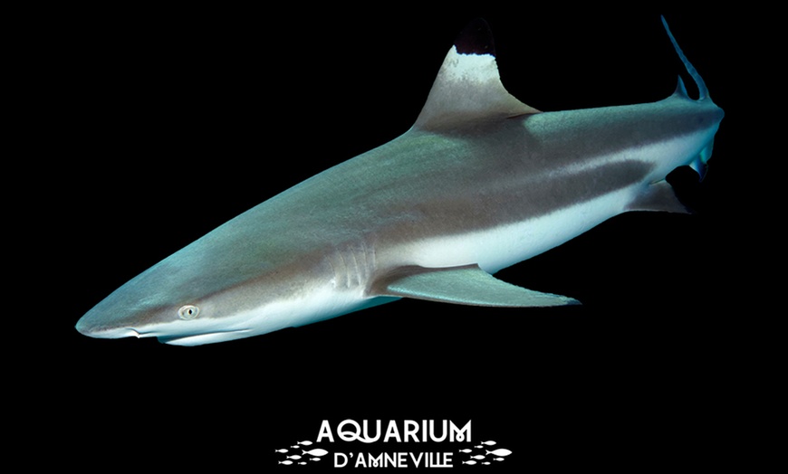 Image 3: Billet adulte ou enfant pour l'Aquarium d'Amnéville