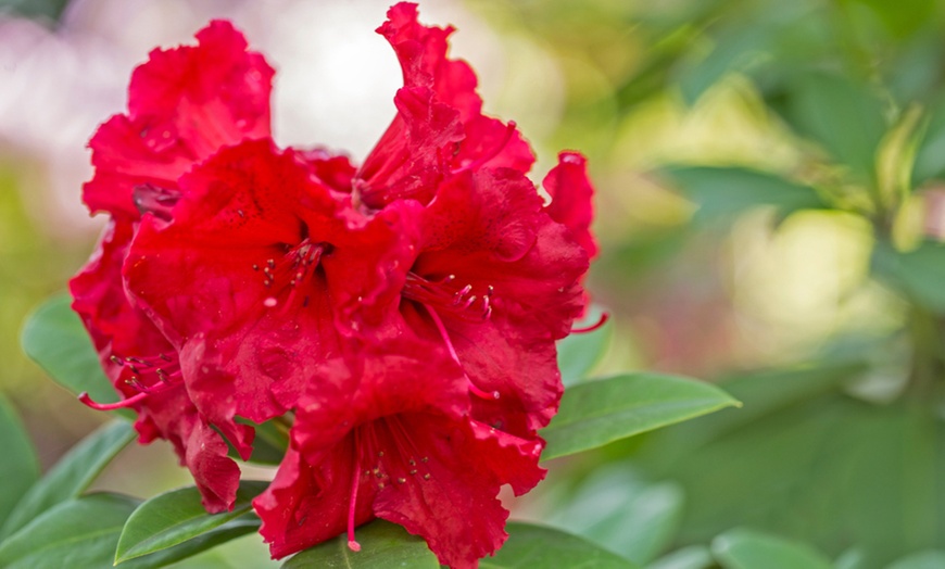 Image 3: Rhododendron "Bollywood"