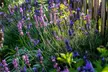 6 ou 12 plants de lavande "Lavandula angustifolia", livraison offerte - Second Medium