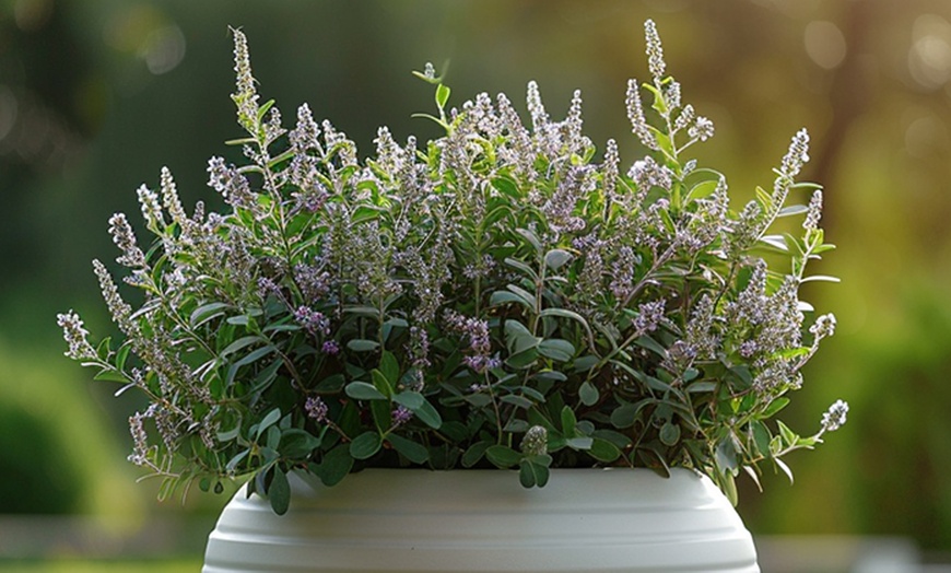 Image 1: Mix van 6 of 12 Rootz Hebe Veronica struiken 