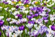 Lot de 30 ou 70 bulbes de crocus à grandes fleurs, couleurs au choix - Image 6