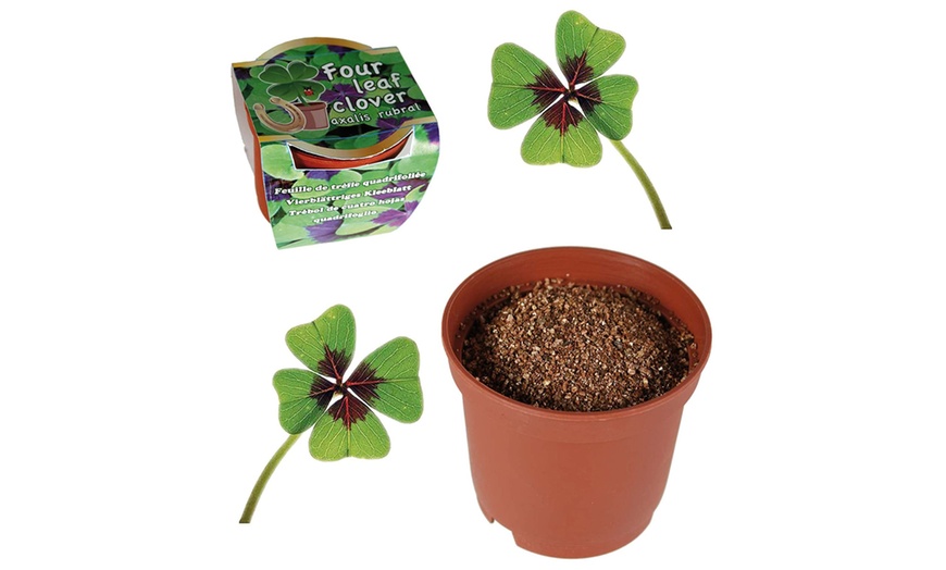 Image 1: Four Leaf Clover Seeds Set