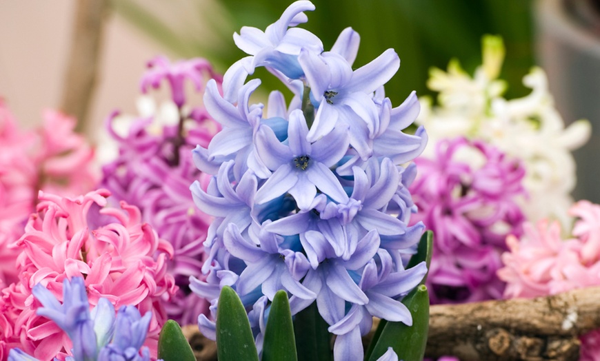 Image 7: Pack de bulbos de jacintos a elegir para jardín
