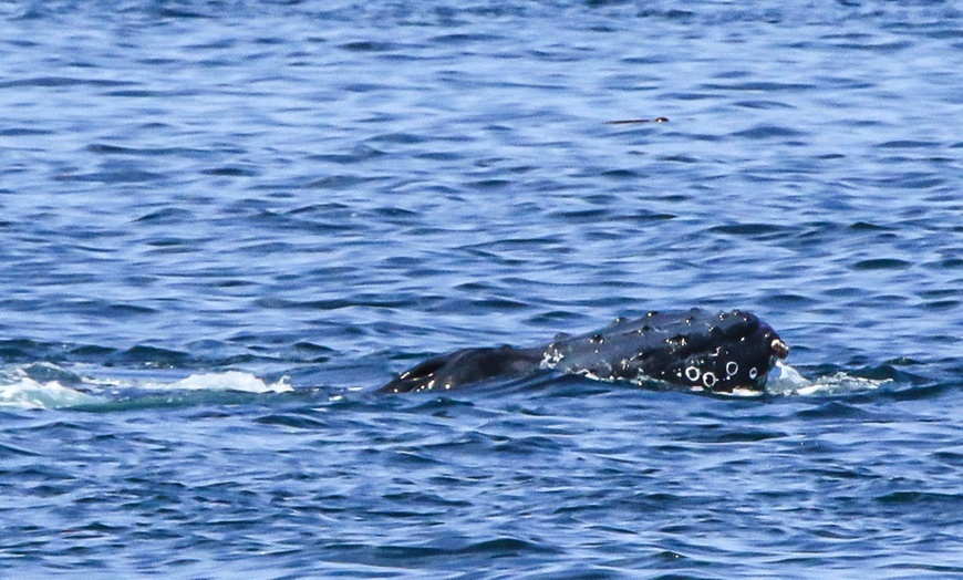 Image 8: Luxury San Diego Whale Watching Tour