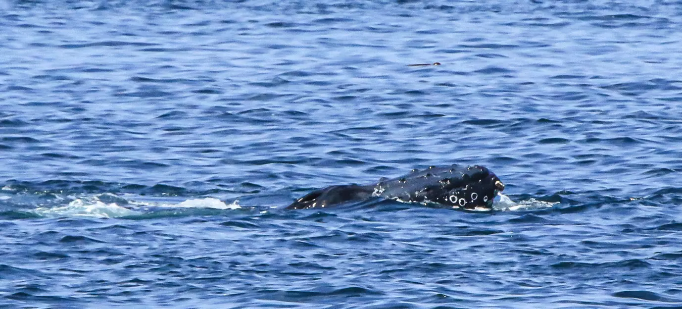 Luxury San Diego Whale Watching Tour