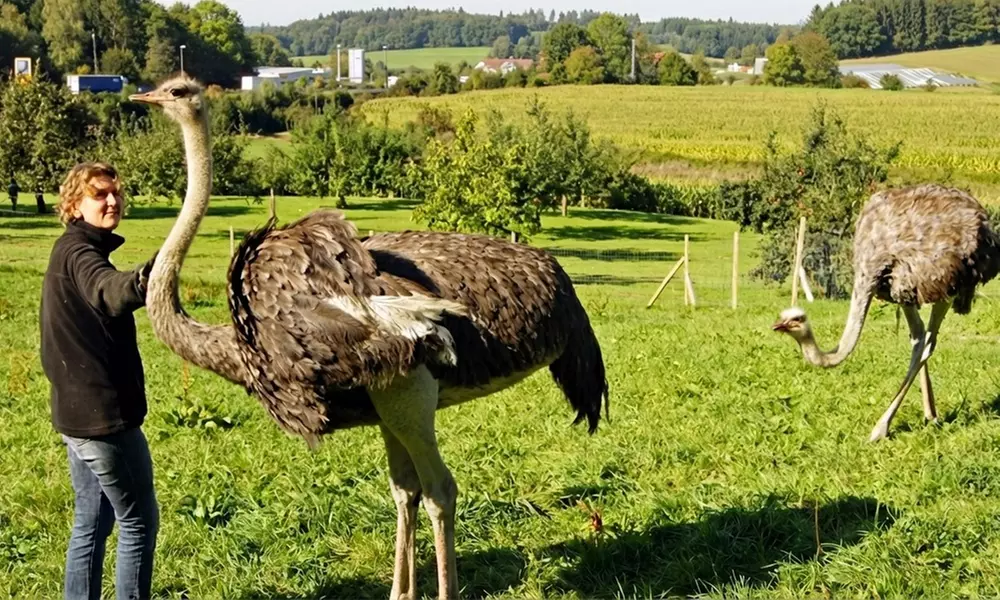 Offene Führung auf der Straußenfarm für Erwachsene und Kinder